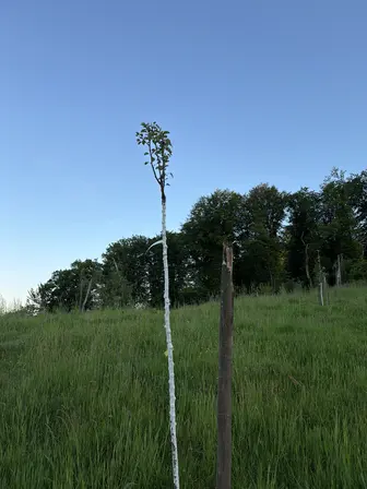 Foto treephoto-wyuyh5797mkn60e637rzkjuh.jpeg