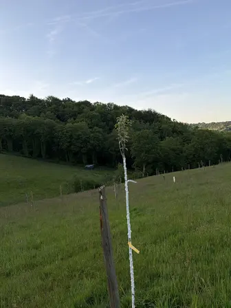 Foto treephoto-zybdytnrlzac06n86cd4jpie.jpeg