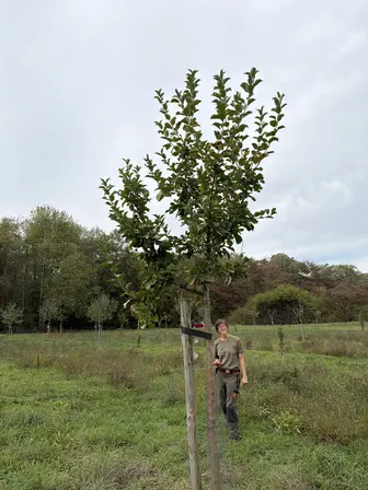 Foto treephoto-a5de25m23lieoo2jhe3breio.jpeg