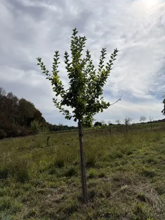Foto treephoto-fi8nuwx9vcy4unsbt5p833my.jpeg