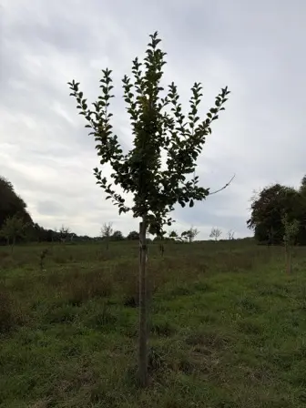 Foto treephoto-ptyacs6cdxd7ltnuq82hauvr.jpeg