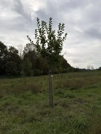 Foto treephoto-rj7jao0q7l4ro8bxm7k2p2ff.jpeg