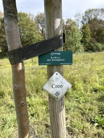 Foto treephoto-tampi91n2magypmsfonf068s.jpeg