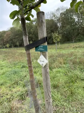 Foto treephoto-u1bkftsmau8nb0l7sk1cb0tm.jpeg