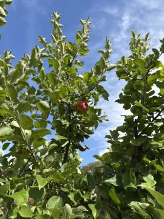 Foto treephoto-yp8q2gqefjt337uza77f01q0.jpeg