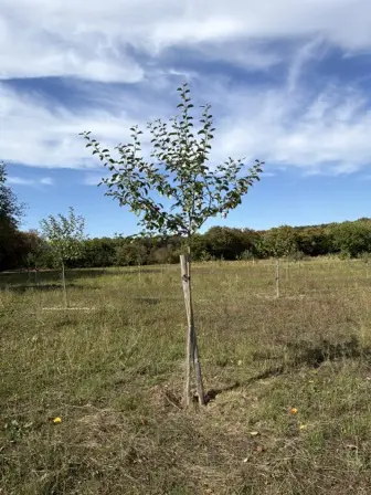 Foto treephoto-c2e3ja9s0eju4s2ucat509wk.jpeg