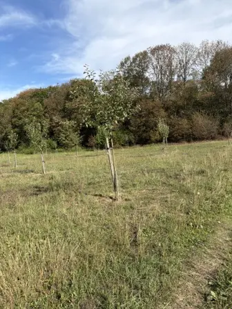 Foto treephoto-n00dycveuovz15hl62q6789b.jpeg