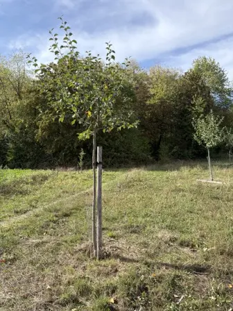 Foto treephoto-pqa5xavduy9ex6ux3mpnkau5.jpeg