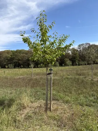 Foto treephoto-rlf46fd7o4uatcq5nej5spat.jpeg