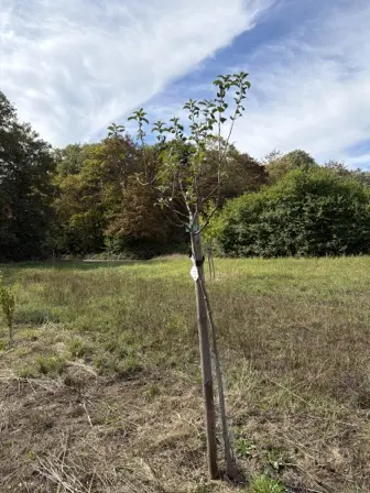 Foto treephoto-cco64i18ul2rs3176h2vyygs.jpeg