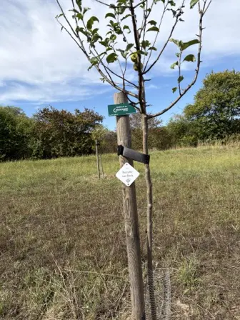 Foto treephoto-kqgfk7njngcm4zioh1jhzwc7.jpeg