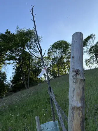 Foto treephoto-qcpc9gju2g00xnvbpdp7c08f.jpeg