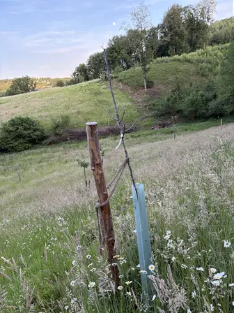 Foto treephoto-qwk01f4afhbz4cte1enfmb4y.jpeg