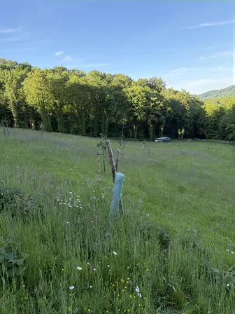 Foto treephoto-rtkcsqahns46b658we3tu2sc.jpeg