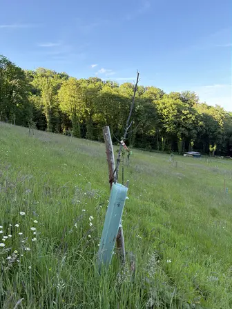Foto treephoto-yfpz5iej43i2rlyu48soom7p.jpeg