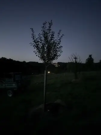 Foto treephoto-j0l3b5vpgx0i5uc0z4onva18.jpeg