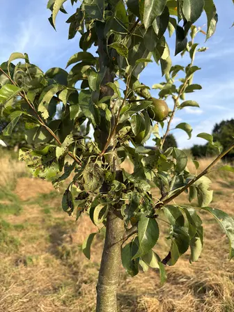 Foto treephoto-ct9rt6vnre0hec9dj5juiigv.jpeg