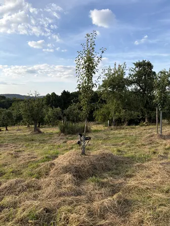 Foto treephoto-f53ndwwd85zjby8soioc376y.jpeg