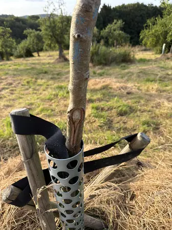 Foto treephoto-i3mudha3yq9da6rzo9m1jwez.jpeg