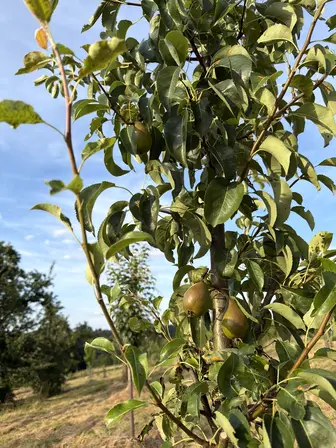 Foto treephoto-xweec68u6jjk7votk6htlzp3.jpeg