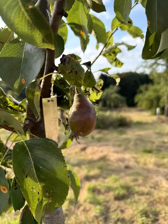 Foto treephoto-zdzm6toes9alrhsny84c8b86.jpeg