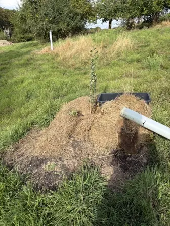 Foto treephoto-v1ayadm0p6a5vcy9vh2nsxai.jpeg