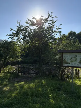 Foto treephoto-ij54wdhk1wm36h3fdqtkh0ih.jpeg