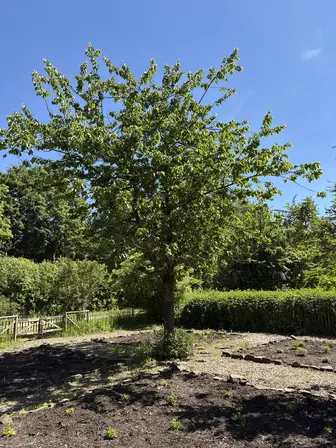 Foto treephoto-p2t86qcjn78cva5p8ze3fq9e.jpeg