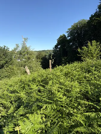 Foto treephoto-acklex46zn85c2xzly8acbrg.jpeg