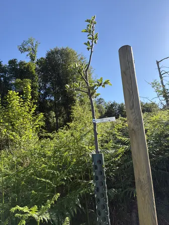 Foto treephoto-b2ns0up65yxksxljefd4lrvm.jpeg