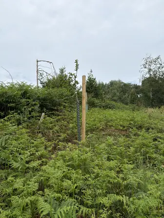 Foto treephoto-poz2hfzrlmuskccewxrm5983.jpeg