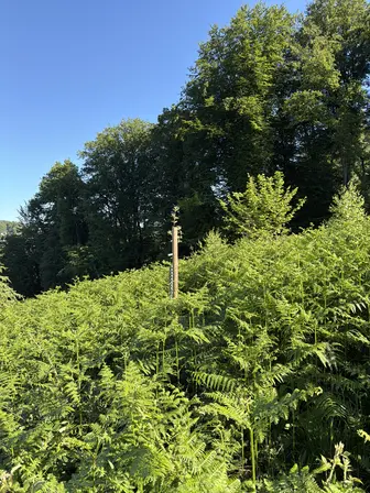 Foto treephoto-va95zj2ak4wo3b3p9jxqrfgy.jpeg