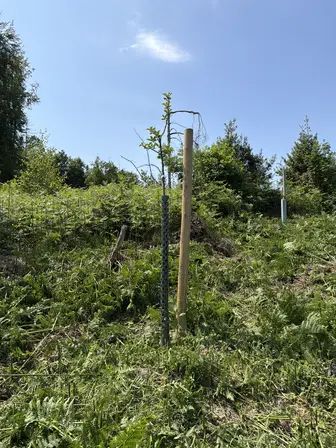 Foto treephoto-xzjf2du02ygsd343b1ehltek.jpeg