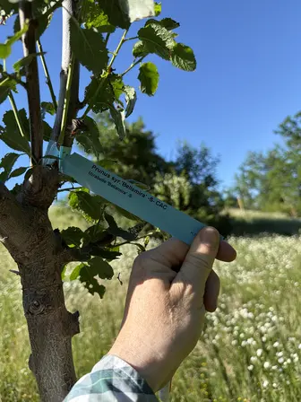 Foto treephoto-gfyxdrhlusd56d8kq111vsl3.jpeg