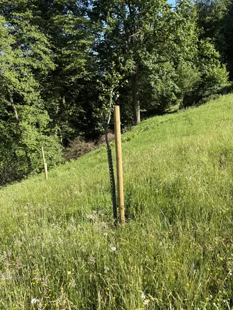 Foto treephoto-lfq1631wrf7tau837se9k06q.jpeg