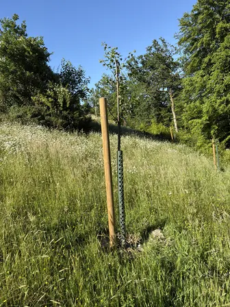 Foto treephoto-q3ia15nqn78bqj13mguv8nzv.jpeg