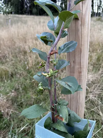 Foto treephoto-bwuq25p454geopb9jk0qljpv.jpeg