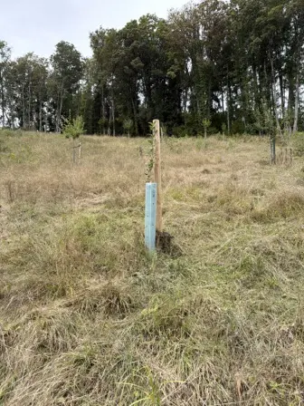Foto treephoto-cpcppbtt7qe8i2wn48bu9b4m.jpeg