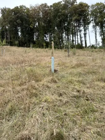 Foto treephoto-h2t3f9yzem3m8kxmml7e4cqr.jpeg