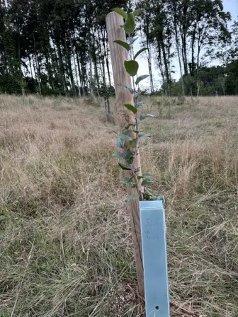 Foto treephoto-j5fqaihx7gquwt5jkxvf5vpl.jpeg