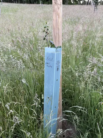 Foto treephoto-ll4ej2bty9k5a7mpp41xhtqx.jpeg
