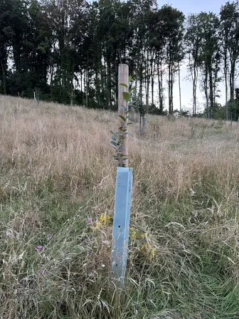 Foto treephoto-ngi195qs2e74emudz8xk503q.jpeg