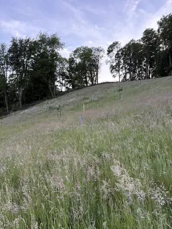 Foto treephoto-oeuw4wt3b800xgqs29za2no5.jpeg