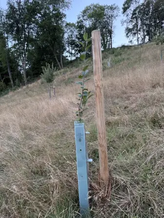 Foto treephoto-wbh7snptezmaasfzspuevx79.jpeg