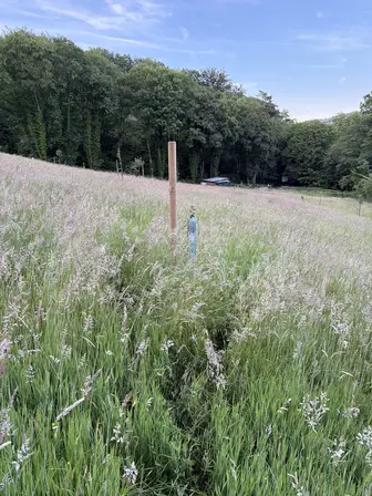 Foto treephoto-wzvhza3v6unxzav0o5wnud05.jpeg