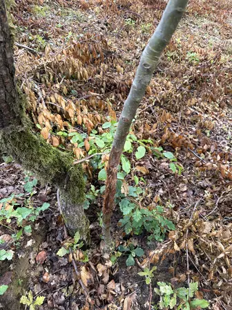 Foto treephoto-iq6vj3qc6lf483ti1zb1vqmp.jpeg