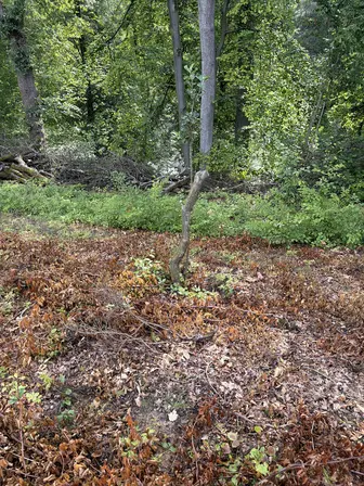Foto treephoto-o1w53l7jguf3o4ylivkvnnk4.jpeg