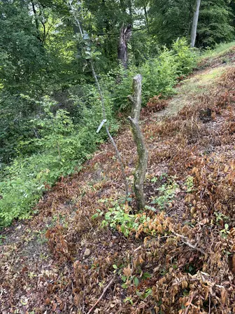 Foto treephoto-r1phdyruqc30sfoh7ix782ej.jpeg