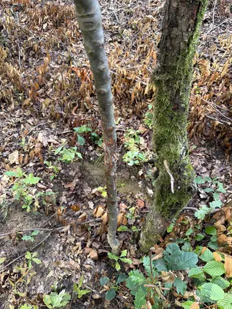 Foto treephoto-xokb8y36m7t0eropj9ax951c.jpeg