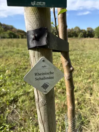 Foto treephoto-f1vtsjkgt7ej4uk9uuxkxwn3.jpeg